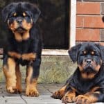 Getting a Rottweiler