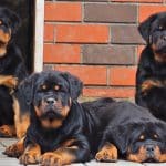 Rottweiler Puppy 