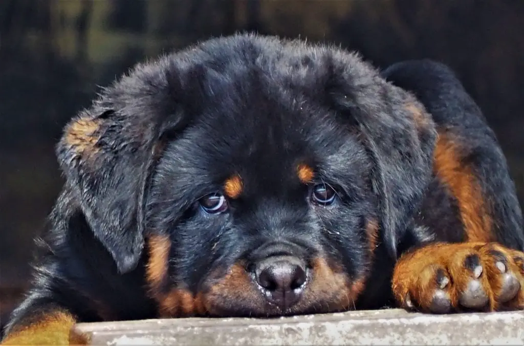 What is the strength of the rottweiler bite force? 1 Rottweiler bite force