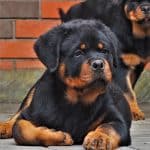 Healthy Rottweiler