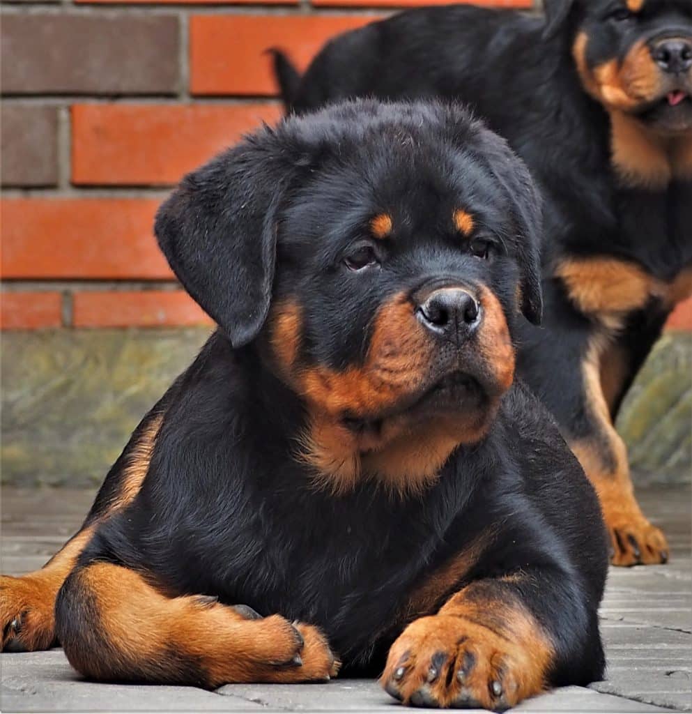 Healthy Rottweiler