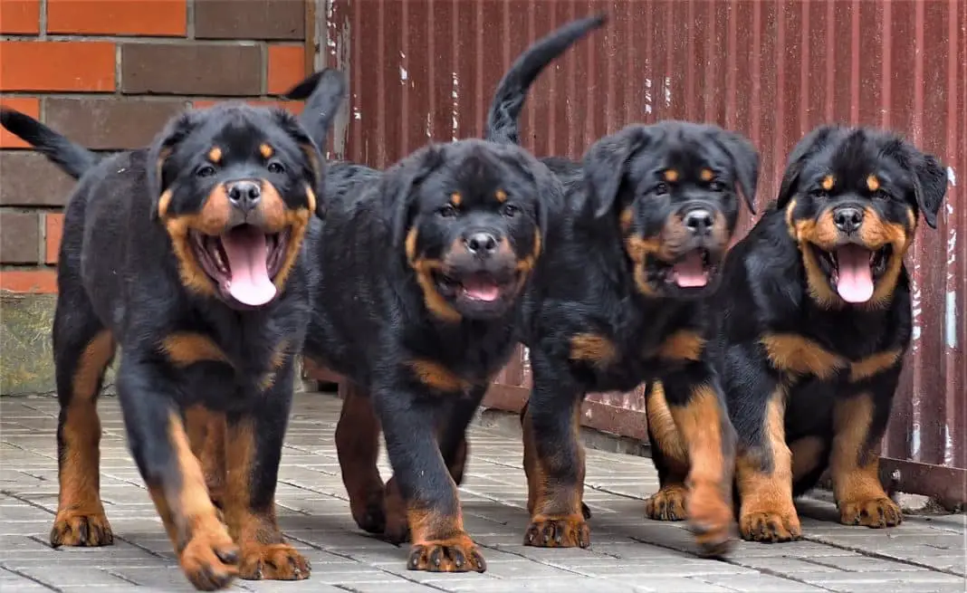 rottweiler puppy