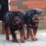 rottweiler walking