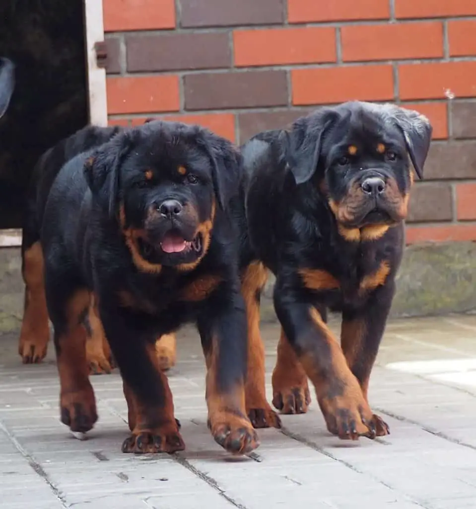 rottweiler walking