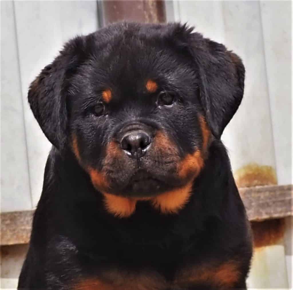 House Training a Rottweiler Puppy 