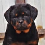 House Training a Rottweiler Puppy