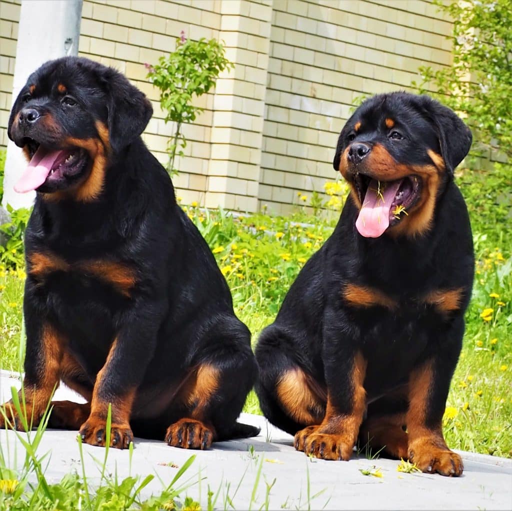 Rottweiler Puppy