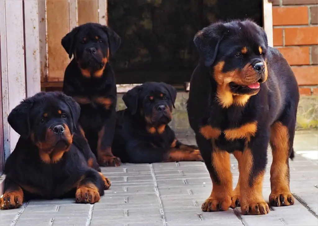 Rottweilers Kid Friendly