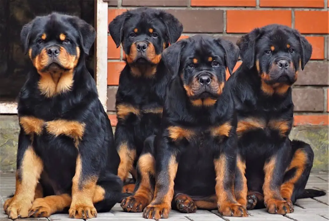 Getting a Rottweiler