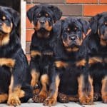 Getting a Rottweiler