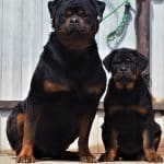 Rottweiler Characteristics