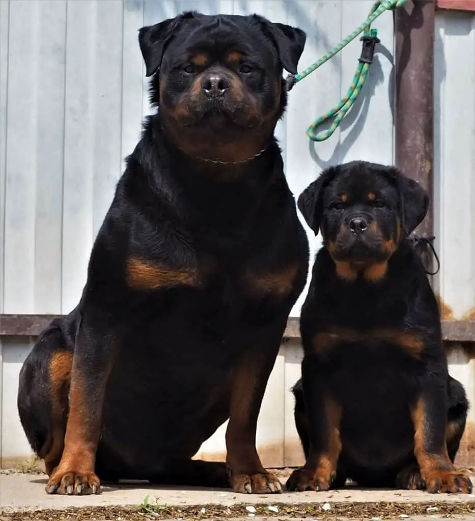 Rottweiler Dog Breed Information 3 Rottweiler Characteristics