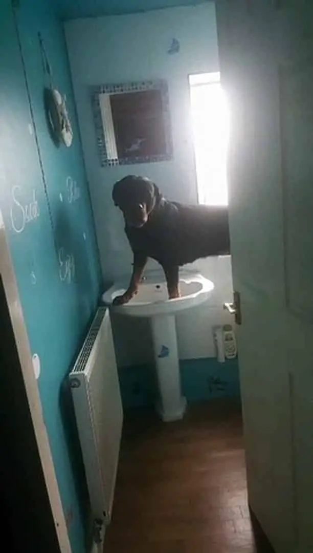 Rottweiler On A Sink