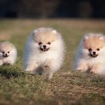 Pomeranian puppies