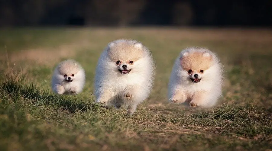  Pomeranian Puppies