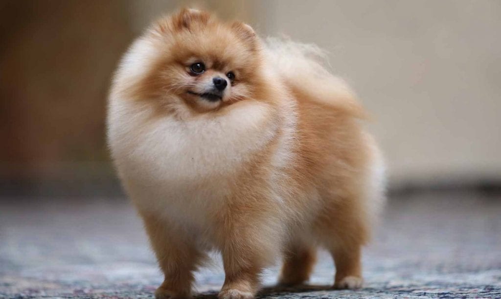  Pomeranian Puppies