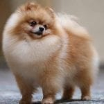 Pomeranian