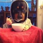 Rottweiler Eating At Table