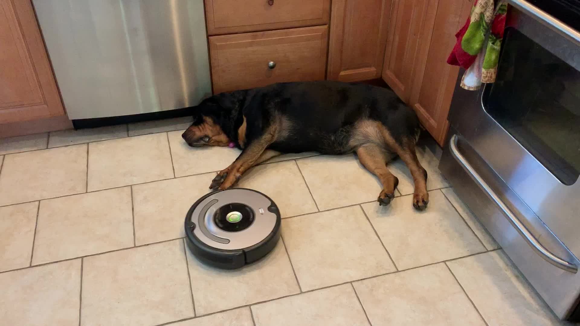 Lazy Rottweiler Just Wants To Lie Down And Not Move, Not Even For A Robot!