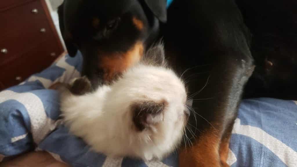 Rottweiler Momma
