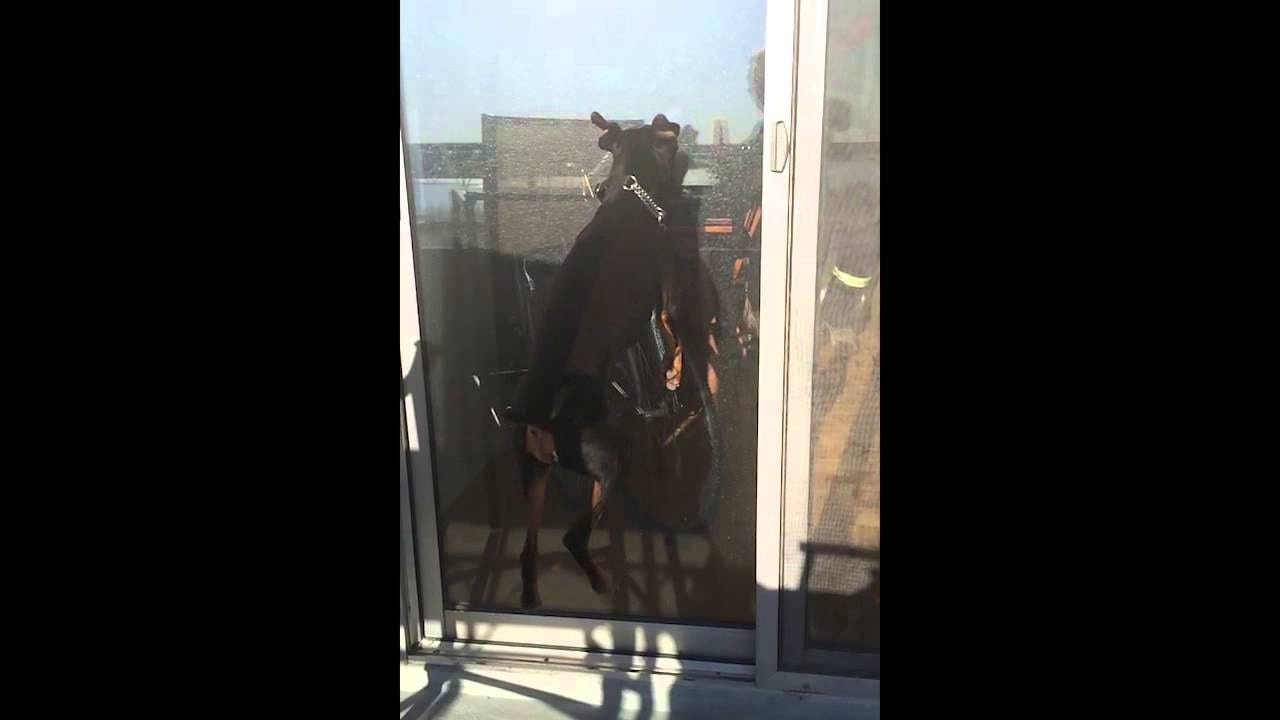 This High Jumping Rottweiler Will Give You Life!