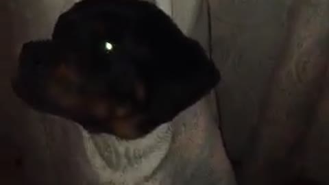 Rottweiler