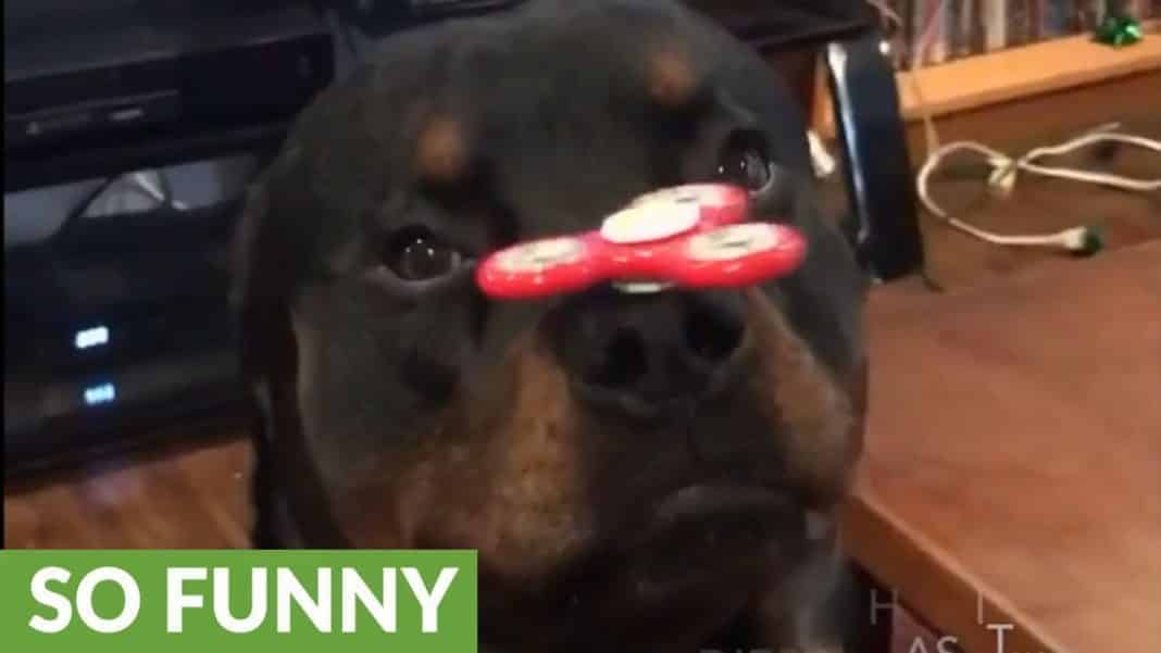 fidget spinning rottweiler