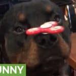 Rottweiler shows off sick fidget spinner skills