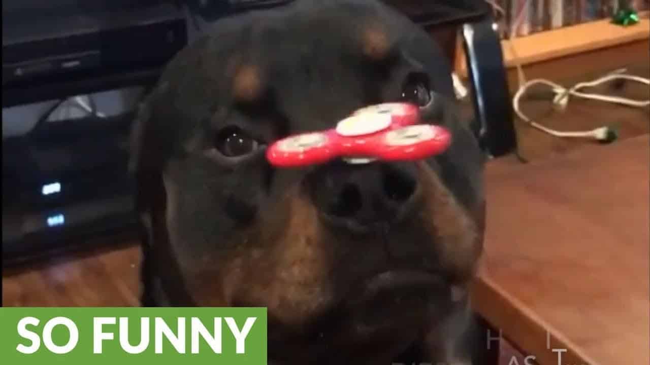 Fidget Spinning Rottweiler Is A Showstopper