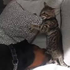 kitten and a rottweiler