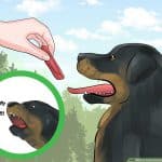 House Training a Rottweiler Puppy