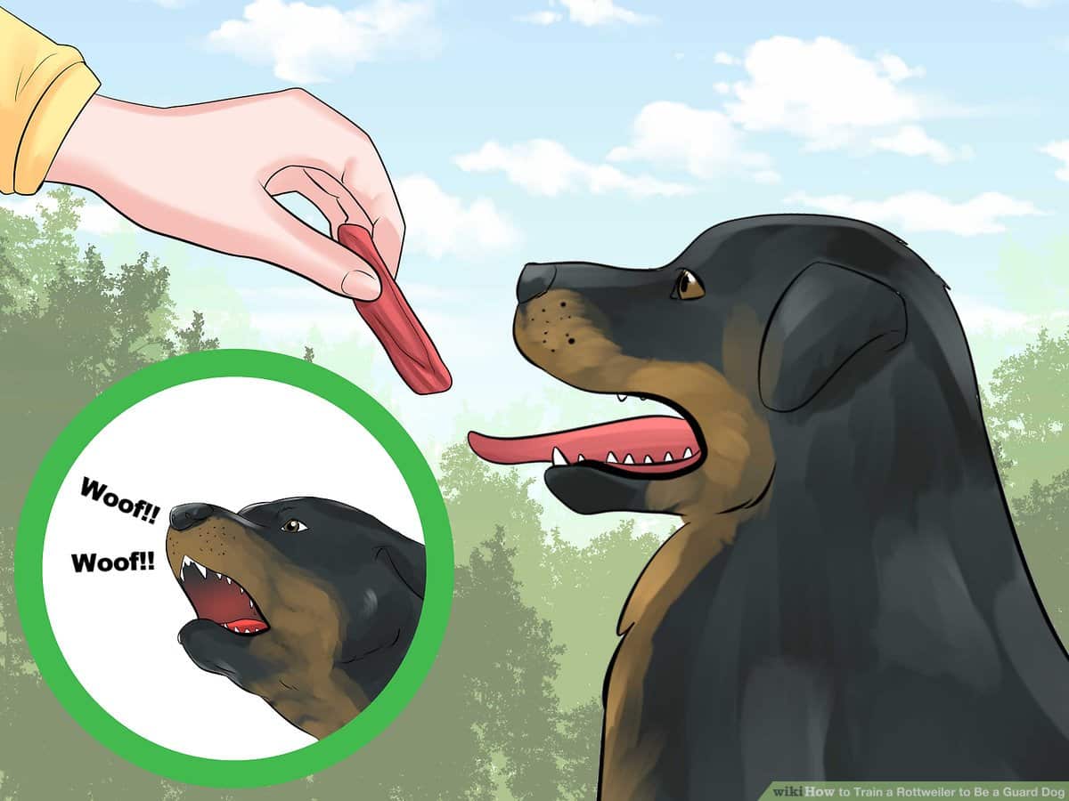 House Training a Rottweiler Puppy 