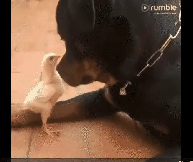 baby chick and a rottweiler