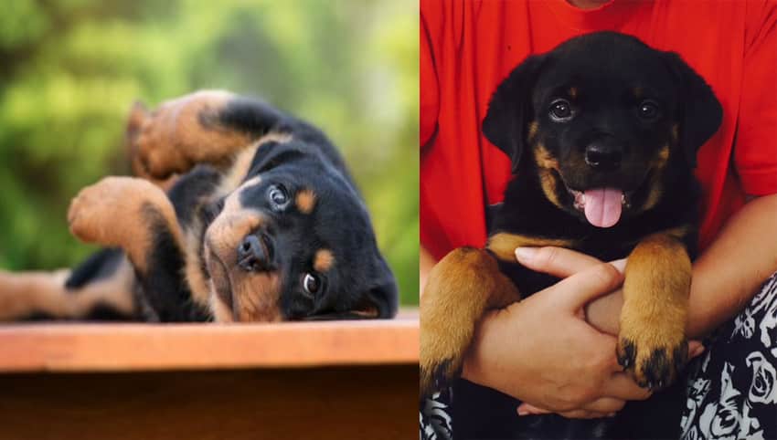 Rottweilers