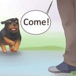 v4-460px-Train-Your-Rottweiler-Puppy-With-Simple-Commands-Step-13