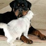 Are rottweilers good with cats