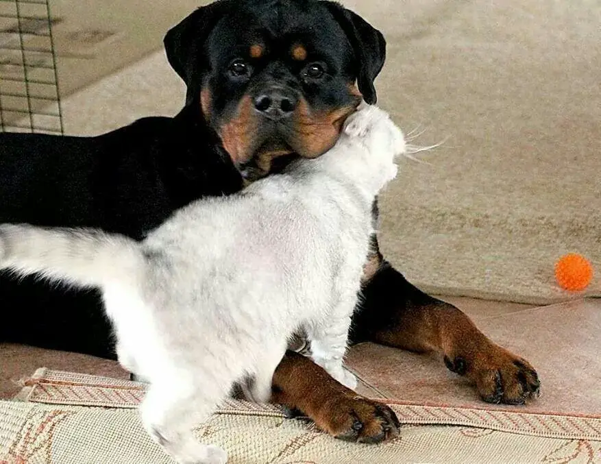 Cats and rottweilers, Are rottweilers good with cats, rottweiler, cats
