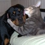 rottweiler and cats