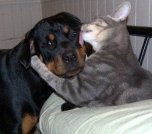 rottweiler and cats