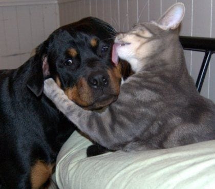 Are rottweilers good with cats Are rottweilers good with cats