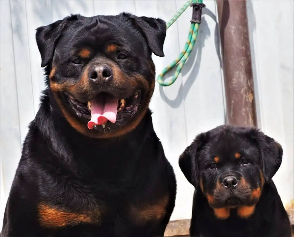 Rottweiler Breed Standard 4 rottweiler health
