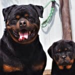 rottweiler health