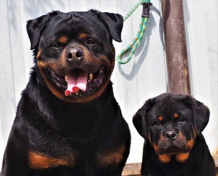 rottweiler health