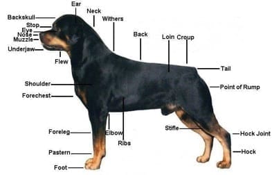 Rottweiler Health Problems