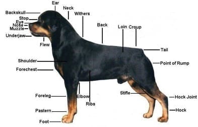 Rottweiler Health Problems