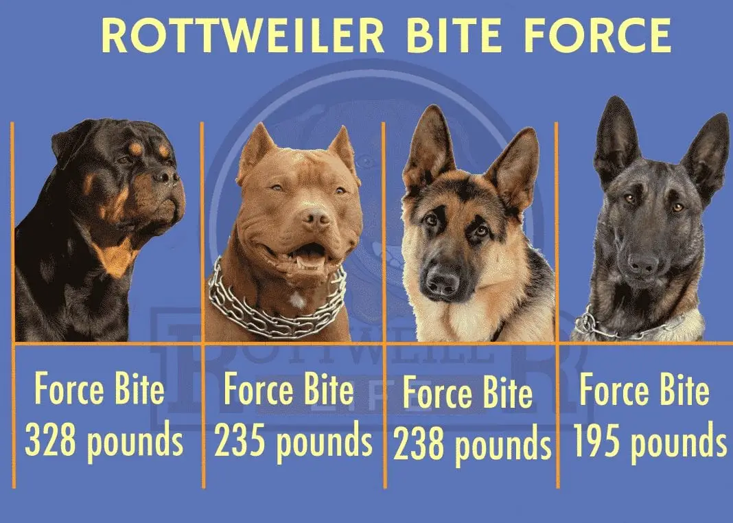 rottweiler bite force