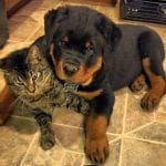 rottweiler and cats