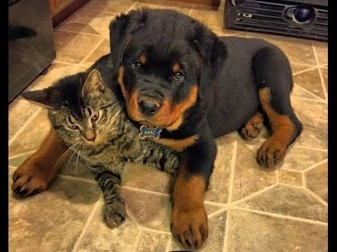 Are rottweilers good with cats? 2 rottweiler and cats