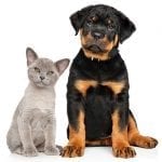 rottweiler and cats