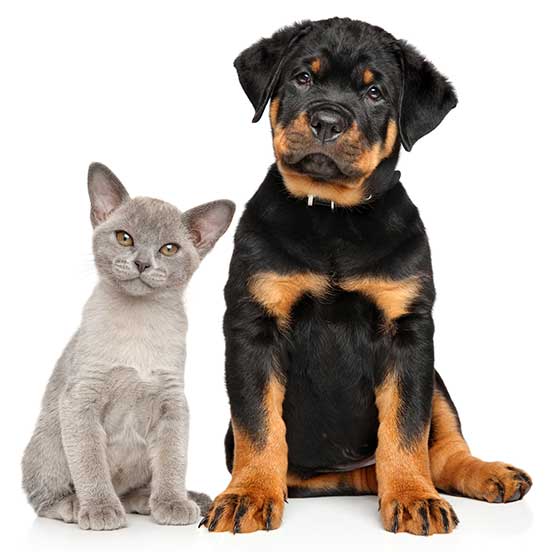 Cats and rottweilers, Are rottweilers good with cats, rottweiler, cats